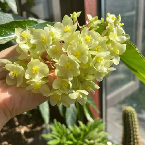 begoniensamen - mehrjährig winterhart, garten balkon 90pcs