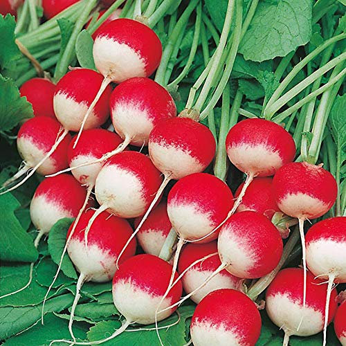 Radish Seeds Sparkler 3 by Country Value Vegetable Seeds