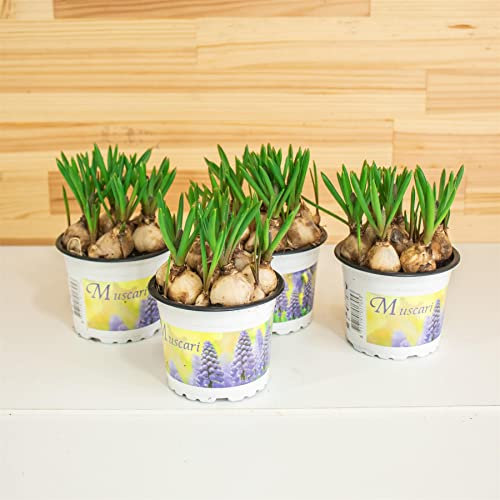 4 Grape Hyacinth Muscari (7 Bulbs in a Pot) Outdoor Gardening Perennial Plant Plants in 9cm Pot