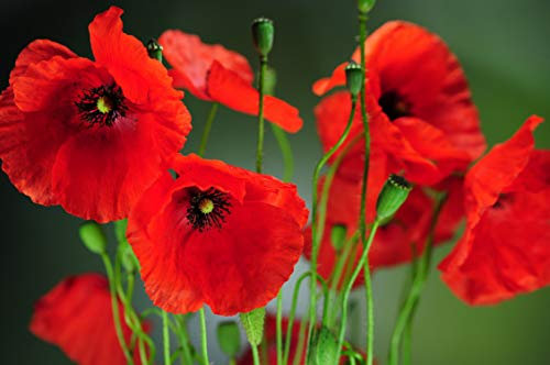 250 Graines de Coquelicot Sauvage - jardin fleur - semences paysannes reproductibles - SemiSauvage