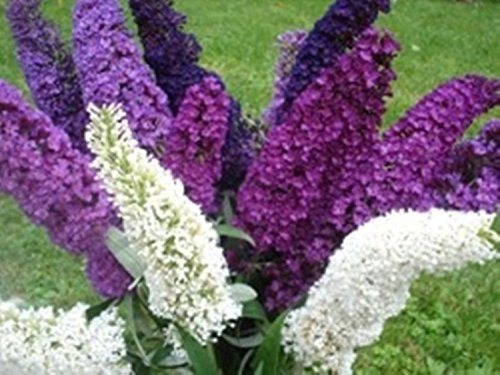 Arbusto semi estate lilla Mix (Buddleja davidii) - Butter Bush - Orange-eye