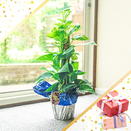 Easy Plants 1 Devil's Ivy House Plant in Pot with Cellophane Gift Wrapping - 50/60cm Tall Perfect Present