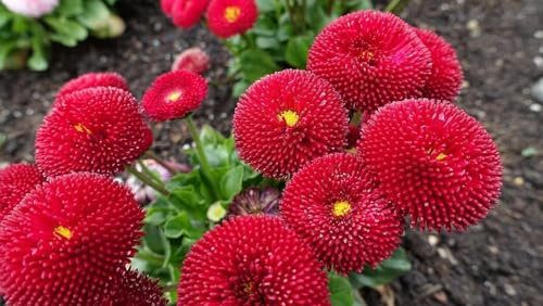 Bellis perennis Roode - Pâquerette rouge 50 Graines