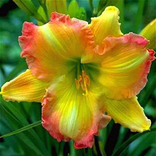 SwansGreen 100pcs/bag Special Daylily Flowers Seed Home Jardin Bonsai Sementes Hemerocallis Seeds Health Plant Can Be Eat As Vegetable Food Light Yellow