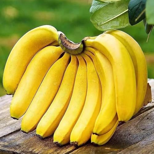 semi di banane, banane, biologici, colonnari di banana, balcone colonnare resistente per luoghi 400pcs