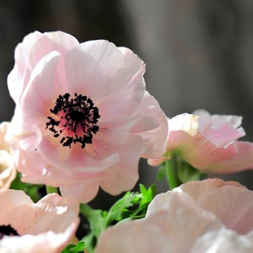 anemone giardino balcone estiva copertura terreno Aiuole rialzate 2bulbi