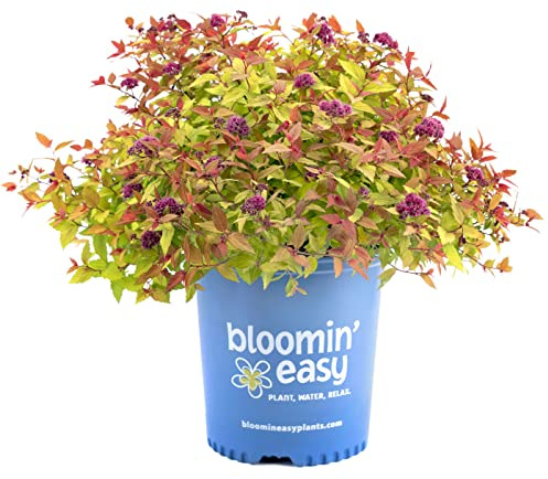 Rainbow Fizz Spirea - 3 gal - Bloomin' Easy - Deciduous Flowering Shrub - Deep Pink Blooms - Multi-Changing Color Foliage - Zones 3-8 - Spiraea Japonica ‘Matgold’ PP28876-3 Gallon Pot