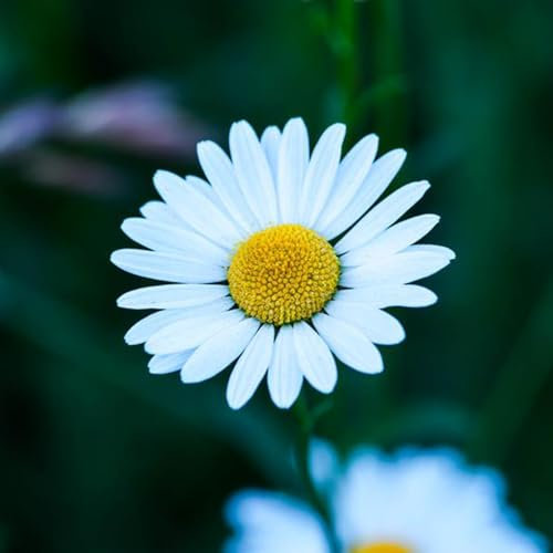 50 Stück/Beutel Wildblumensamen, exquisite, attraktive, schöne, dürretolerante Ringelblumensamen für den Garten im Freien, jetzt zum Pflanzen Gänseblümchen-Samen
