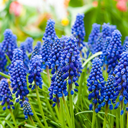 Direct Gardening - Blue Grape Hyacinth Super Sak Spring Flowering Bulbs - Each Offer Includes 50 Bulbs
