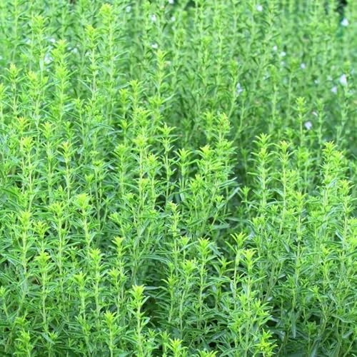 semi di santoreggia - balcone con al coperto d'appartamento esotiche rialzata per interno rare giardino 500pcs