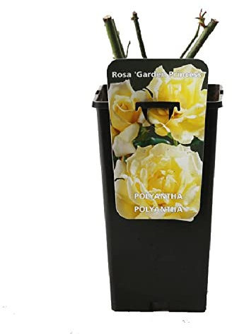 Rosier 'Garden Princess' rose double jaune - 3,5L Conteneur