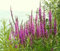 300 Semillas Organica Silvestre Norfolk Común (Lythrum Salicaria) X602 Lilla