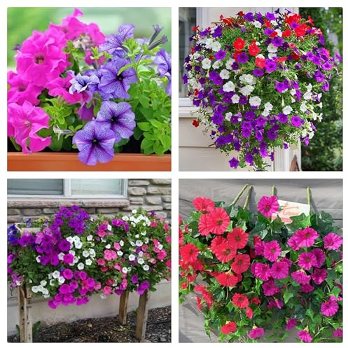 Semi di Petunia Nana, Miscuglio di Colori, per Terrazzi, Fioriere, Vasi e Giardino, Fioritura Abbondante e Prolungata