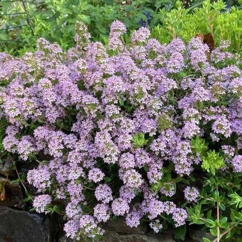 semi di timo strisciante, resistente giardino decorazione del esterno per balcone, 1000pcs