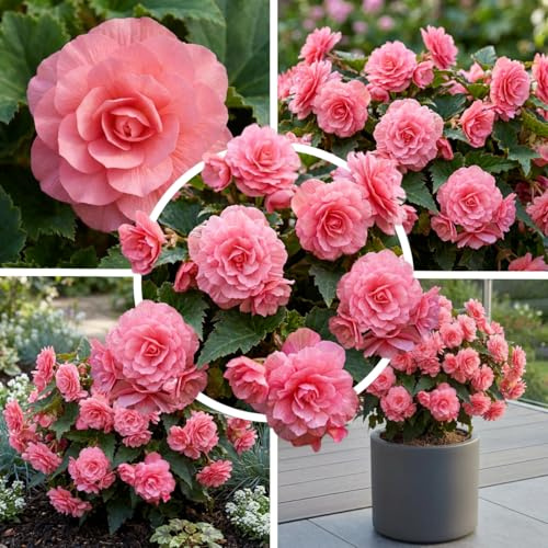 FLORIUM Begonia Double Rose, 5 begonia tubers from Holland, real hanging basket begonia plants (non seeds and not artificial), perennial for pots and balconies, not hardy