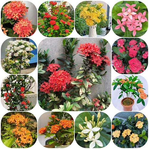 semillas de ixora ornamentales decoración de ixora resistentes de para bancales elevados silvestres de balcón 200pcs