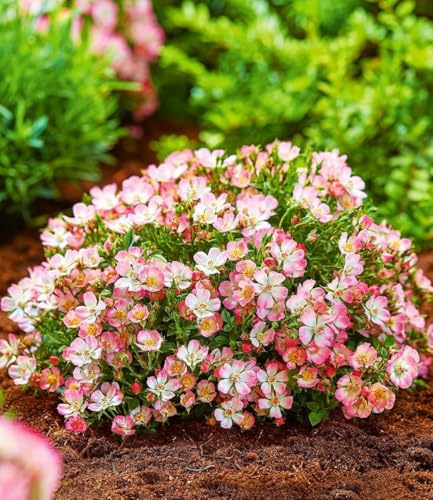 BALDUR Garten 3x Alpin-Rose Cutie Pie®, Pflanzen im 9x9 cm-Topf