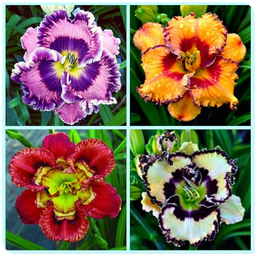 Ideal para Borduras Soleadas - Bulbos de Hemerocallis - Matas Voluminosas y Decorativas-10 Bulbos-H