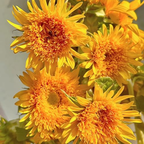 semillas de girasol perennes resistentes - jardín interior 180pcs