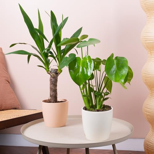 2 x Ensemble de Plantes d'Intérieur - Paire de Monstera et Yucca - Mélange de Plantes avec Philodendron à Feuilles Fendues et Yucca Sans Épine, Grandes Plantes d'Intérieur Réelles.