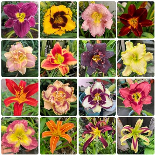 semi di daylily, resistenti all'esterno, primaverili di campo, aiuole rialzate di campo da balcone, recisi Balcone 400pcs