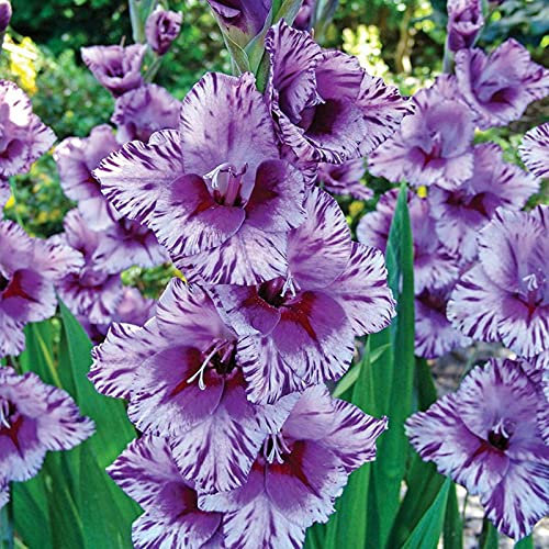 Gladiolen Zwiebeln, Gladiolen Blumenzwiebeln, Winterhart Zwiebeln,Einfach Zu ZüChten, Winterhart, Einfache Bepflanzung FüR AnfäNger, FüR Garten, Winterhart Pflanzen, SchöNe Stauden, 5zwiebeln-F