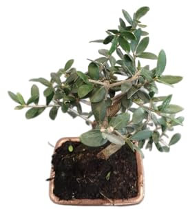 Bonsái Decorativo Natural de Árbol de Olivo para Interior y Exterior Bonsái Premium