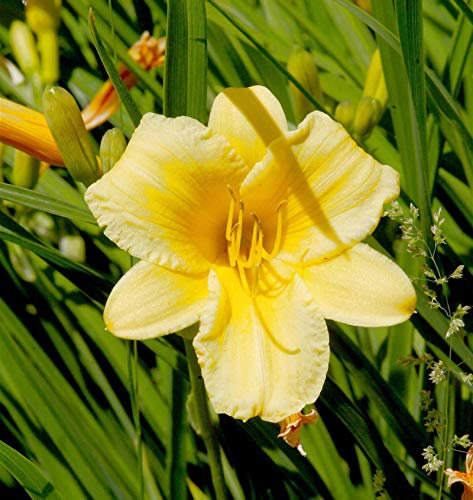Taglilie Stella d Oro - Hemerocallis