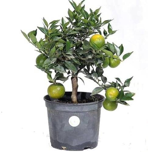 Mini Naranjo de Interior Árbol Cítrico de Tamaño Reducido
