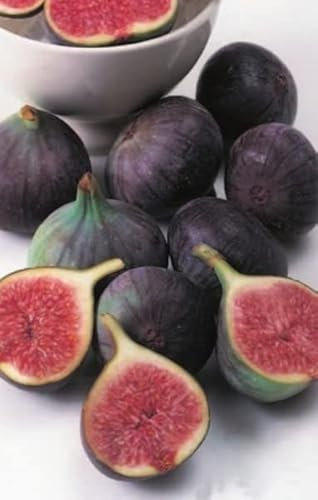 Ficus carica Brown Turkey - Echte Feige Brown Turkey