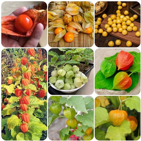 uchuva Semillas de decoración de jardín al aire libre, Physalis peruana interior lugares soleados jardín resistentes rocas 300semillas