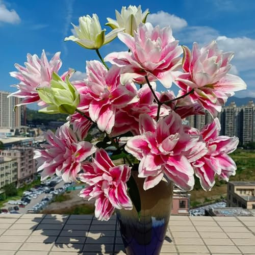 12 pcs lilien zwiebeln winterhart, lilien knollen, garten pflanzen blumenzwiebeln winterhart baumlilien zwiebeln seltene pflanzen balkonpflanzen deko wohnzimmer, deko pflanzen blumenstauden