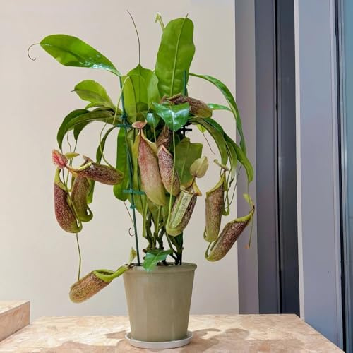 NepenthesSamen, Kannenpflanze, seltene indoor kräutergarten kräuterpflanzen pflanzensamen zimmerpflanzen geschenke für gartenfreunde 150Samen