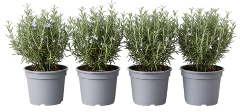 Jardín Aromático de 4 Plantas de Romero DECOALIVE | Huerto en Casa con Hierbas Frescas para Cocinar