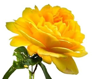 Rosal Arbustivo Amarillo Natural Planta de Primavera para un Jardín Vibrante