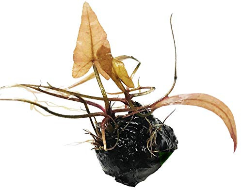 Planterest - Dwarf Water Lily Loose Nymphaea Rubra Bulb Live Aquarium Plant Decorations BUY2GET1FREE