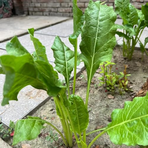 semi di rafano - biologici vecchie varietà giardino esotiche appartamento 300pcs