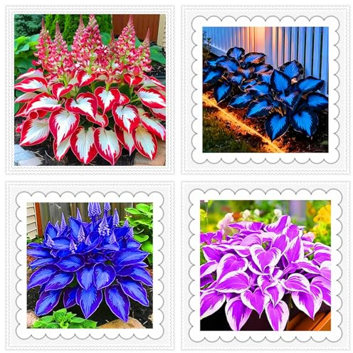 Hosta resistenti,Bulbi Hosta, ideali per principianti, adatti per giardini e terrazzi, giardini decorativi-4bulbi