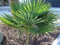 RARITÄT Frostharte Hanfpalme Trachycarpus Ukhrulensis Größe bis 120 cm. aus dem Gebirge von Manipur bis - 20 Grad