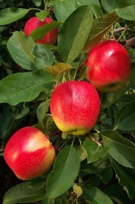 Gala Apple Tree 4-5ft, Self-Fertile, Sweet Flavour, Good for Juice 3fatpigs®
