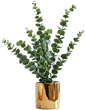 ZENGYUAN, pianta grassa in Vaso con Foglie Verdi per Piante grasse, Decorazione da Tavolo, per Interni e salotti A