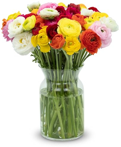 Stargazer Barn – 40 Stem Ranunculus Bouquet (Vase Not Included) - Hand-Tied in the USA - Fresh Flower Delivery for Birthday, Anniversary, Sympathy, Home Decor, Wedding, Mother's Day