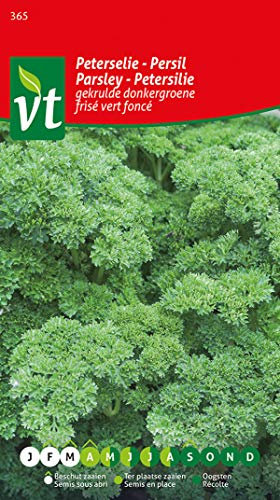 Dark Green Curly Parsley Seeds - A Kitchen Essential, Easy to Grow