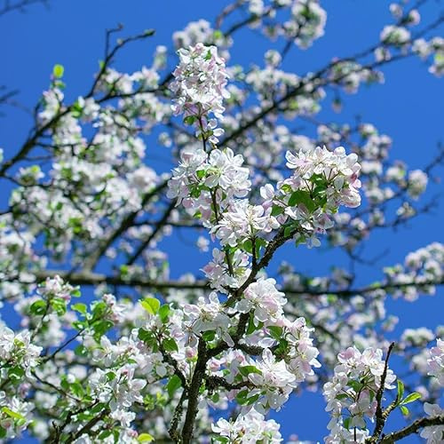 Plant Theory 1.5m - 1.8m Pink Perfection Crab Apple Tree Malus 9L Pot