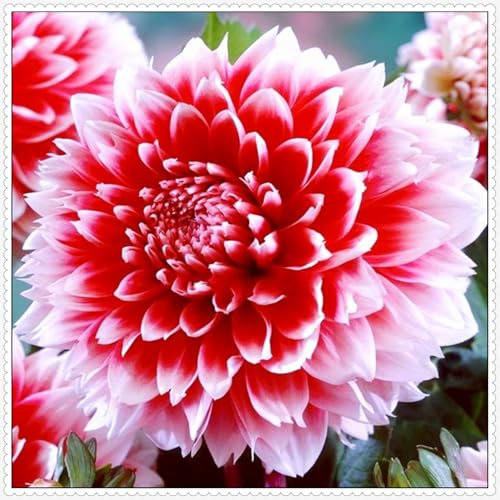 Dahlien zwiebeln,winterhart,dahlienknollen kaufen,Dahlia bulbs,Dekorative Blumen,Dahlie Zwiebeln MehrjäHrig,dahlien Knollen winterhart mehrjährig,dahlien Knollen winterhart groß.-4zwiebeln-C