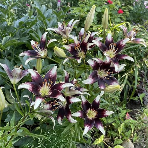 Bulbi di gigli, Le da giardino sono resistenti bulbi di gigli bulbi da rare I bulbi da sono perenni resistenti 3pcs