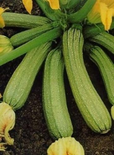 15 SEMI- ZUCCHINO GENOVESE semi freschi