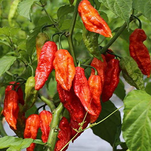 100 Stück Chili Samen, Chili Pflanzen Samen, Gemüsesamen, Ideale Garten Pflanzen, Balkon Pflanzen, 100Pcs Pepper Seeds (Ghost Pepper)