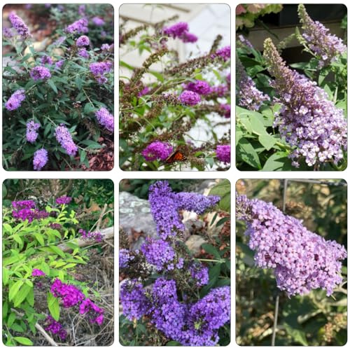 Buddleja davidii - semi perenni resistenti, balcone primavera letto elevato giardino autunno 400pcs