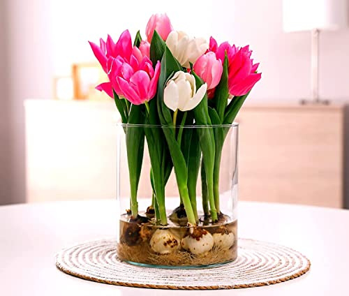 10 Pre Chilled Tulip Bulbs for Forcing - Grow Indoors in Just Water - Mixed Color - Easy to Grow - Vase Not Included - Made in USA, Ships from Iowa. Prechilled Indoor Bulbs